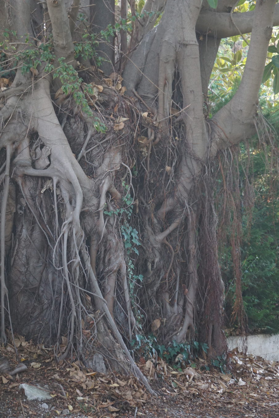 La force de l'arbre